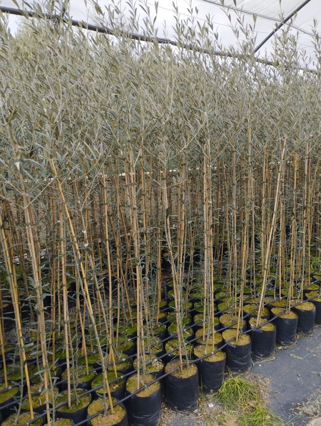 Planta de olivo en maceta