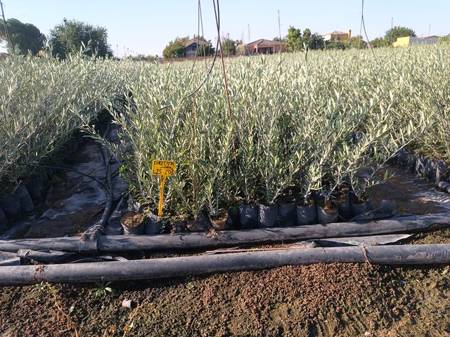 Planta de olivo en maceta