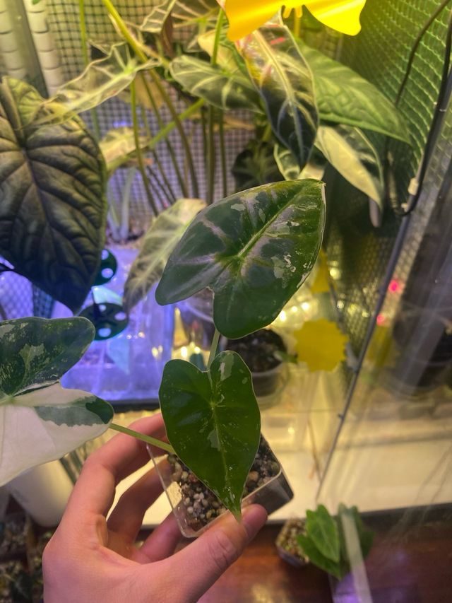 Alocasia Frydek Variegata n.4