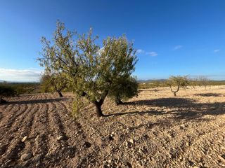 Terreno agrícola en Vera de Estenas 1,2ha