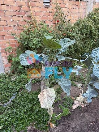Terreno en alquiler en Ventiun en Ourense