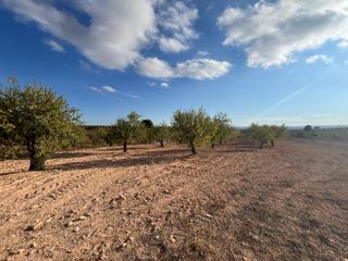 Terreno con almendros y olivos en Labor 2 ha