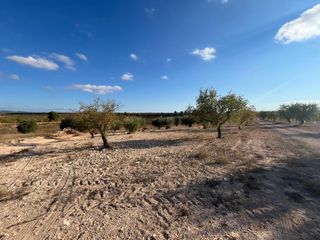 Terreno con almendros y olivos en Labor 2 ha