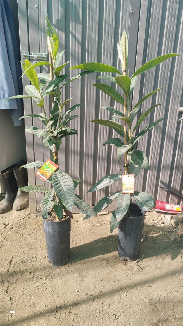 Níspero en maceta: Golden Nugget, Tanaka y Peluche