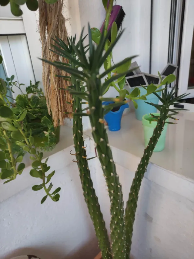 Cactus Espinas de Eva