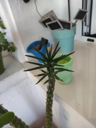 Cactus Espinas de Eva