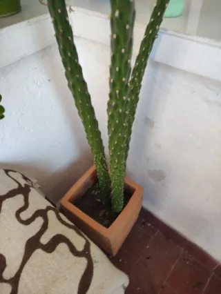 Cactus Espinas de Eva