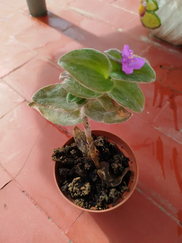 Planta con flor morada