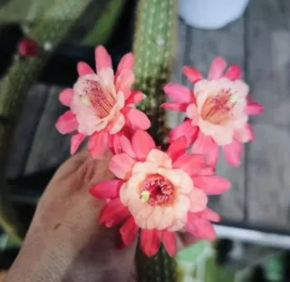 Hildewintera André Mora