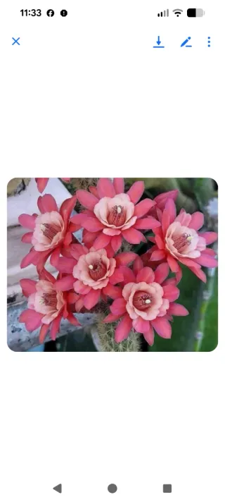 Hildewintera André Mora