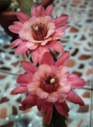 Hildewintera André Mora