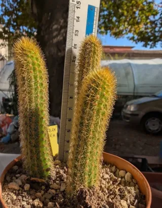 Hildewintera André Mora