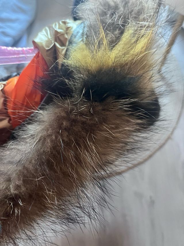 Plumas Dichi T.40 Dorado y Negro