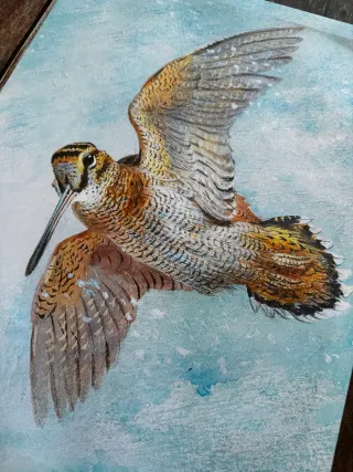 LIENZO DE BECADA EN VUELO DECORACION CAZA