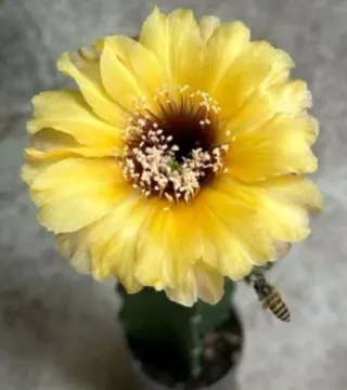 Lobivia thai 0064.CHU - Cactus Fiorito