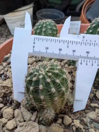 Lobivia thai 0064.CHU - Cactus Fiorito