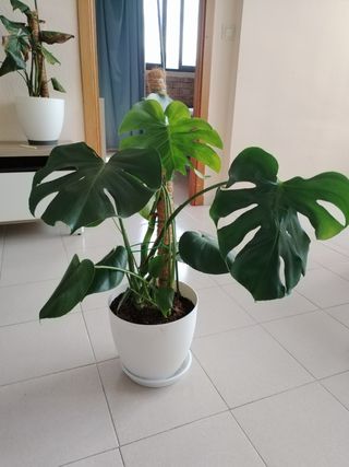 Monstera Deliciosa (Costilla de Adán)