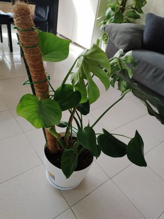Monstera Deliciosa (Costilla de Adán)