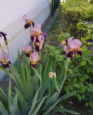 Iris germanica Indian Chief - 1 rizoma