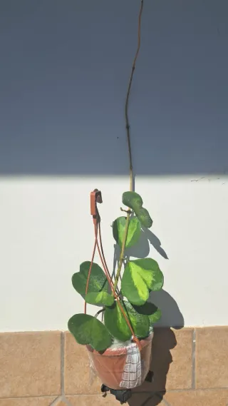 Hoya Kerrii Mis. XL Fiore di Cera