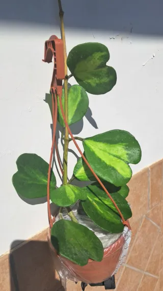 Hoya Kerrii Mis. XL Fiore di Cera