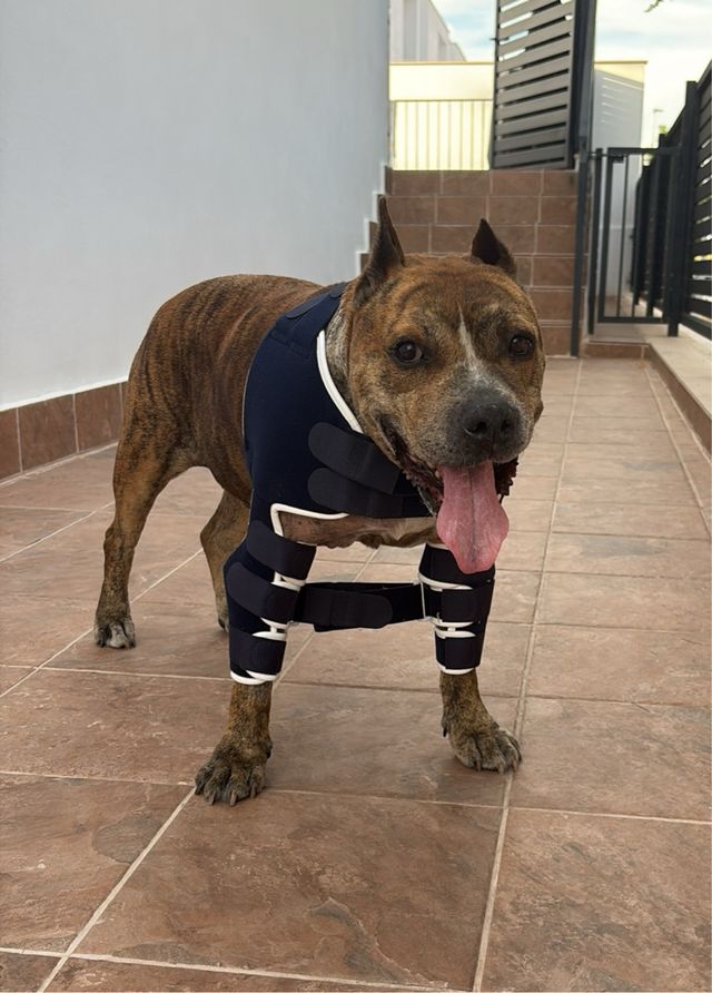 Protector de hombro Balto BT LUX