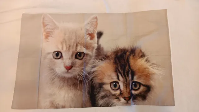 Federa cuscino gattini beige e marrone