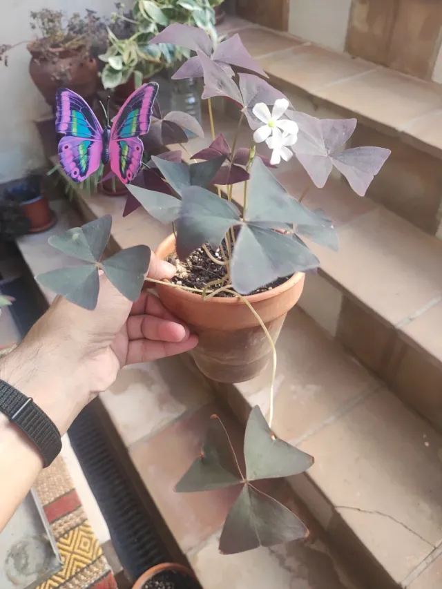 Oxalis Allure Ébano Planta