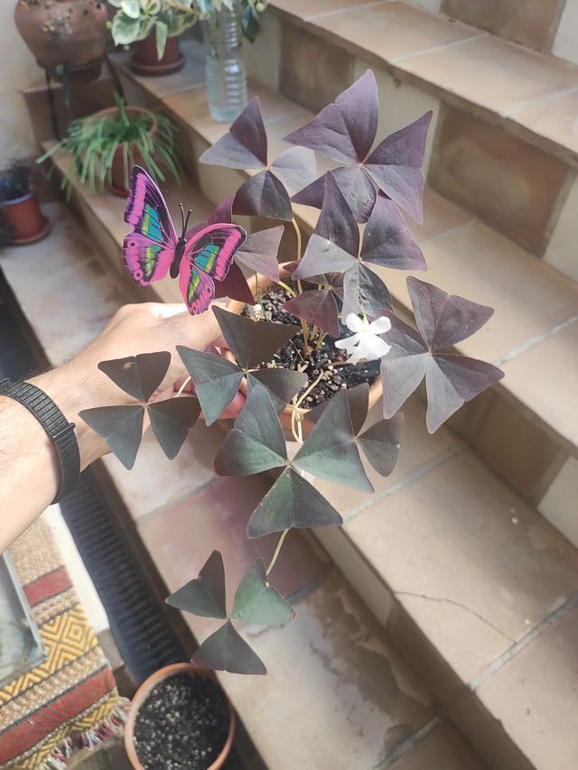 Oxalis Allure Ébano Planta