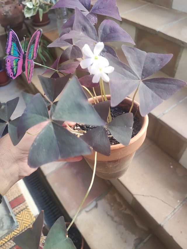 Oxalis Allure Ébano Planta