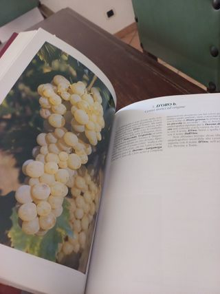 I vitigni dei Berici