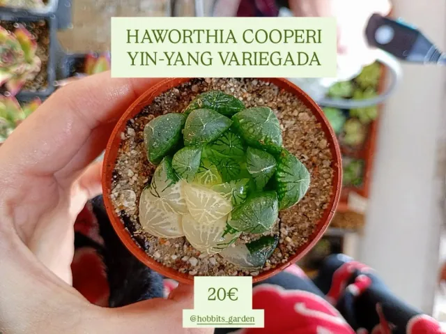 Haworthia Cooperi 'Yin-Yang' Variegada - PREMIUM 