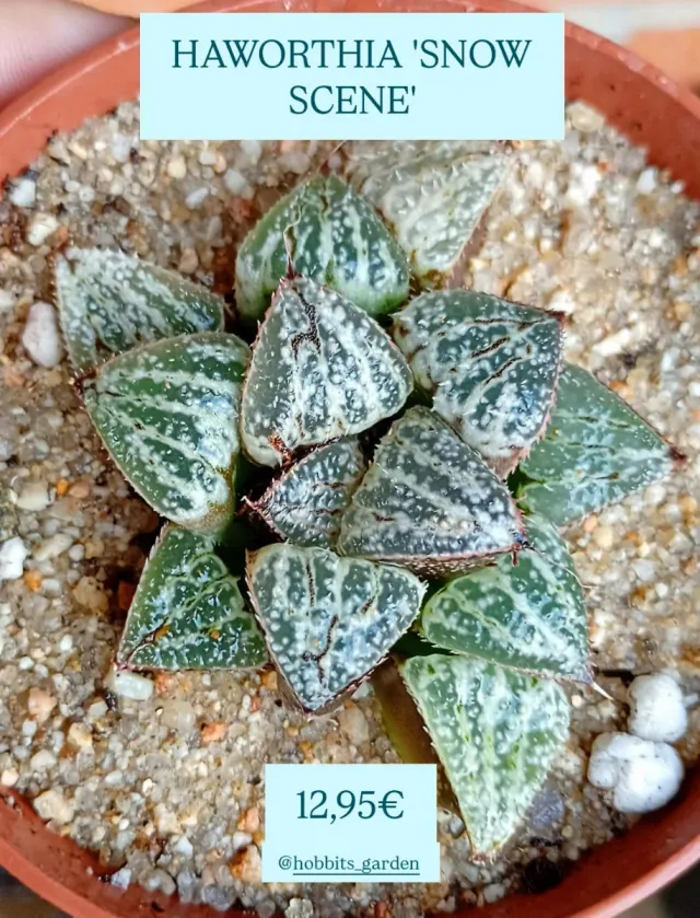 Haworthia 'Snow Scene' - Suculenta PREMIUM