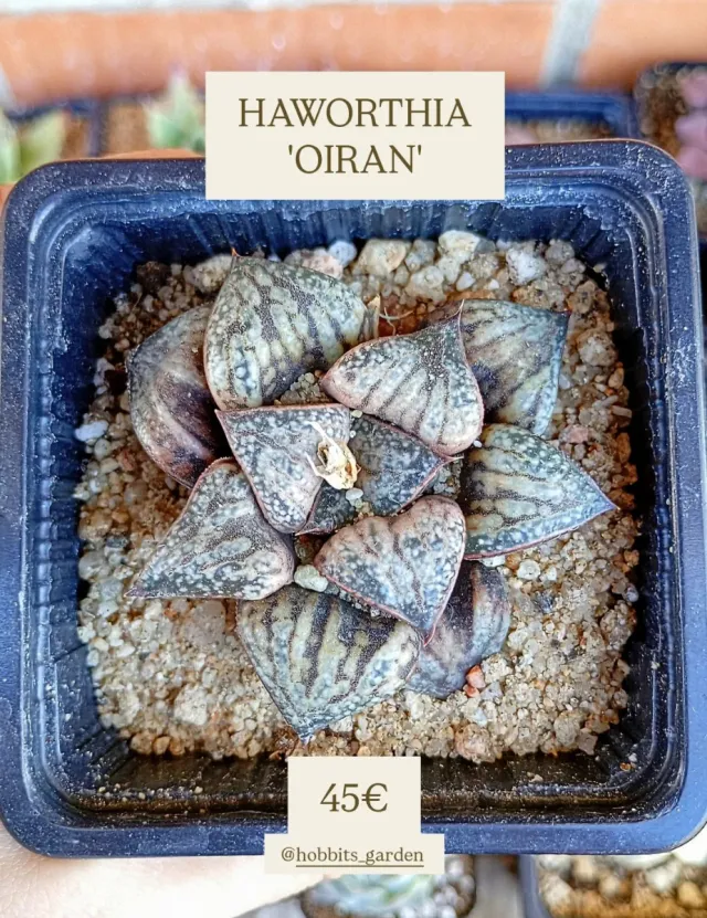 Haworthia 'OIRAN' (Ejemplar ÚNICO) - Suculenta PRE