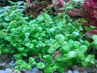Lote de 15 plantas de acuario INICIACION