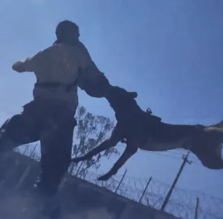 Etologo Educador y Adiestrador Canino.