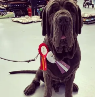 Etologo Educador y Adiestrador Canino.