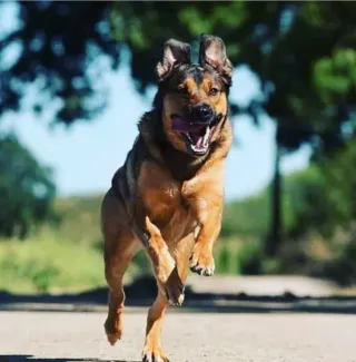 Etologo Educador y Adiestrador Canino.