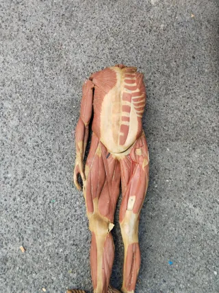 Antiguo muñeco anatómico de cuerpo humano