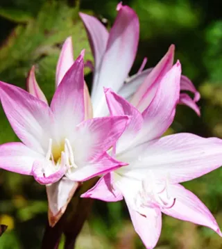 N.3 Bulbi Amarillys Belladonna