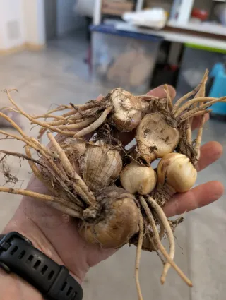 N.3 Bulbi Amarillys Belladonna