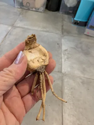 N.3 Bulbi Amarillys Belladonna