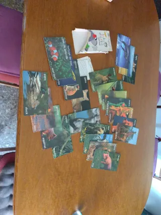 Tarjetas Educativas Baby Dolittle Animales