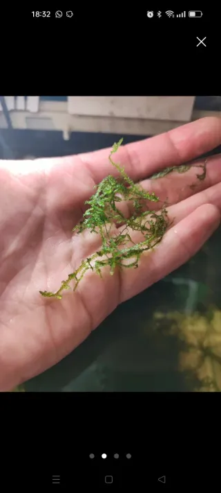 Musgo de Java para acuario