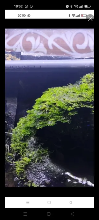 Musgo de Java para acuario