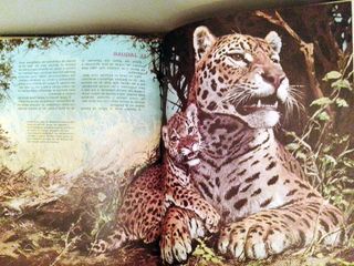 Lote libros animales y sus crías + Oceanía