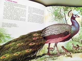 Lote libros animales y sus crías + Oceanía