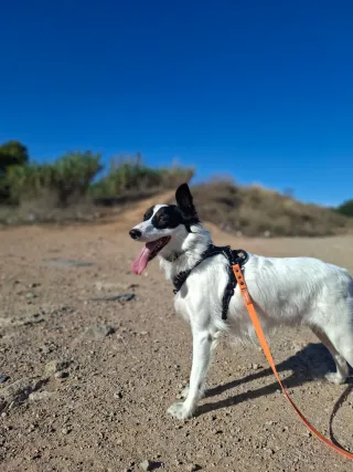 Paseos seguros y felices para tu mejor amigo