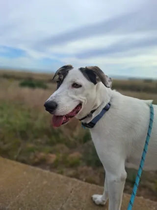 Paseos seguros y felices para tu mejor amigo