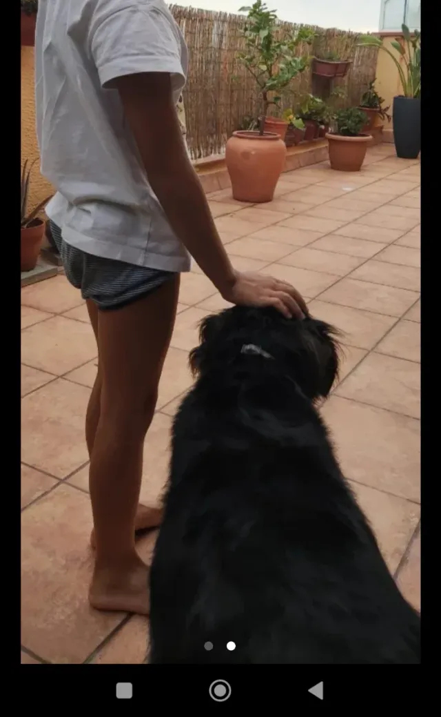 Cuido tu mascota en mi casa